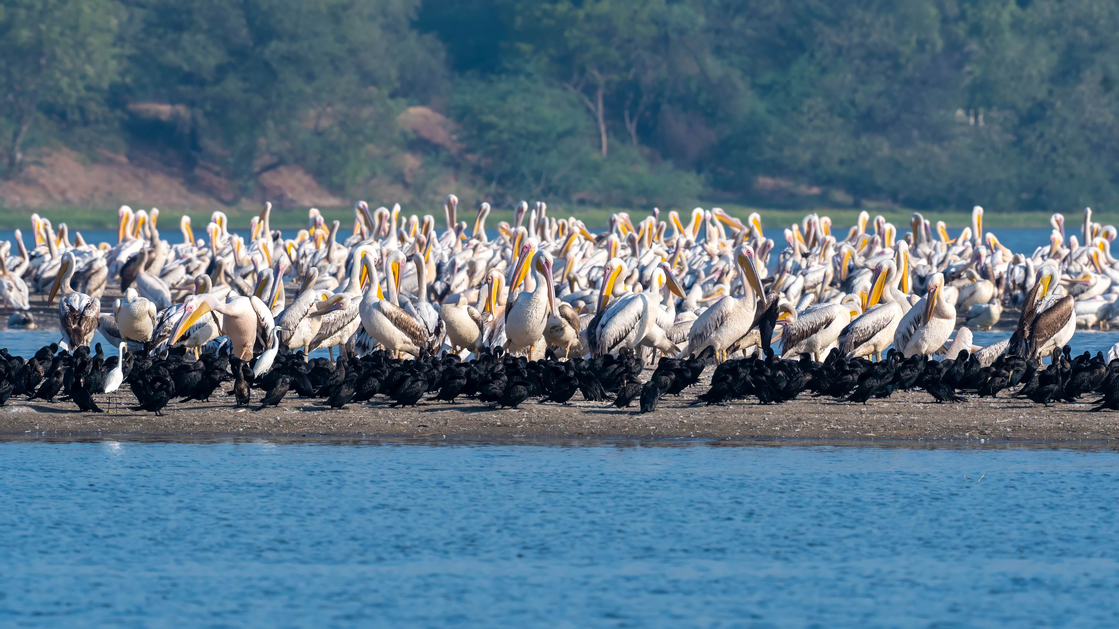 Great White Pelican